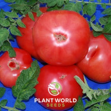 Load image into Gallery viewer, Tomato &quot;Eva Purple Ball&quot;