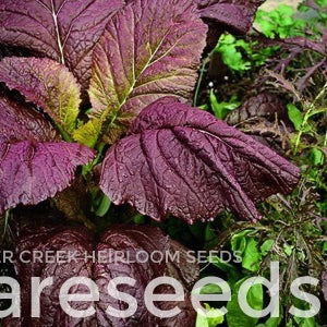 Mustard Greens "Giant Red Japanese"
