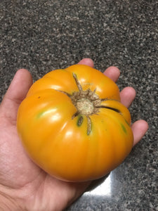 Tomato "Kentucky Beefsteak"