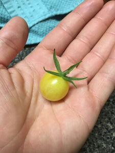 Tomato "Lemon Drop"