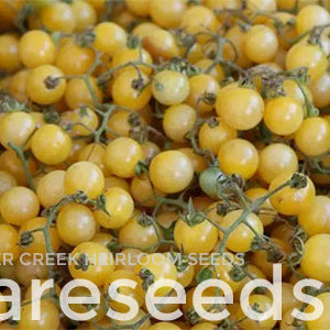 Tomato "White Currant"