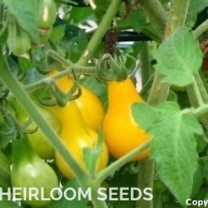 Tomato "Yellow Pear"